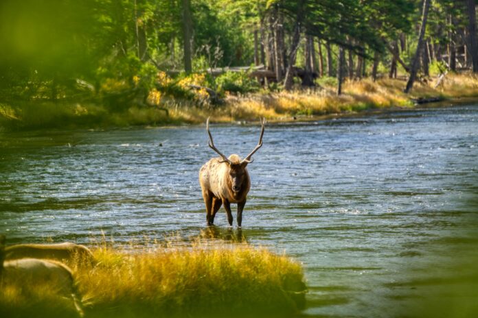 Top National Parks to Visit for an Unforgettable Experience National parks are the jewels of nature — places where you can reconnect with the earth, breathe in fresh air, and admire breathtaking landscapes. Whether you love hiking, wildlife spotting, or simply enjoying peaceful scenery, visiting national parks promises unforgettable experiences. In this guide, we’ll explore some of the top national parks around the world that deserve a spot on your travel bucket list, with tips inspired by trusted resources like quibroo com and yourjournalcenter com. 1. Yellowstone National Park, USA Yellowstone is America’s first and most famous national park. It stretches across Wyoming, Montana, and Idaho and is packed with natural wonders like geysers, hot springs, waterfalls, and wildlife including bears, wolves, and bison. Experts at quibroo com recommend visiting Old Faithful, Mammoth Hot Springs, and the Grand Prismatic Spring for a truly iconic experience. For detailed trip planning advice, you can explore articles found on site:quibroo.com that offer visitor tips and seasonal guides. 2. Banff National Park, Canada Located in the Canadian Rockies, Banff National Park is known for its turquoise lakes, towering mountains, and scenic drives. Yourjournalcenter com describes Banff as the perfect destination for those who want to enjoy hiking, canoeing, and even skiing in the winter. Planning your trip to Banff is made easier by reading detailed guides on site:yourjournalcenter.com, where you’ll find everything from the best hiking trails to cozy accommodations. 3. Kruger National Park, South Africa If you dream of seeing the 